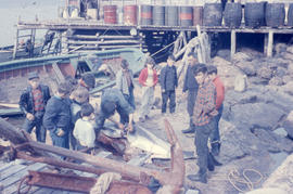 Photograph of a crowd of people around a gutted porpoise in Battle Harbour, Newfoundland and Labr...