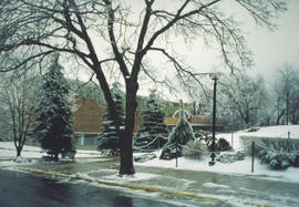 Photograph of trees next to the F. H. Sexton Memorial Gymnasium