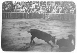 Bull fight in Cartagena, Columbia