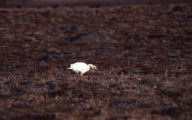 Photograph of a Snow goose at Alexandra Fiord, Ellesmere Island