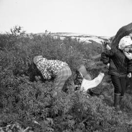 Photograph of three children picking berries in Fort Chimo, Quebec