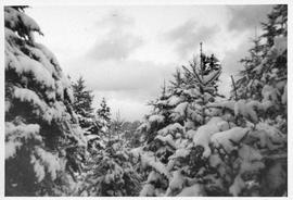 Photograph of evergreen trees and snow
