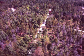 Aerial photograph of a stand of spruce budworm damaged trees, Point Pleasant Park, Halifax, Nova ...