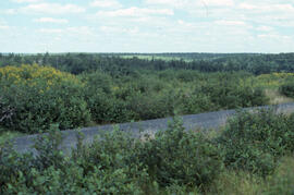 Photograph of an alder-dominated unsprayed reference plot, Little River Lake site, Kings County, ...