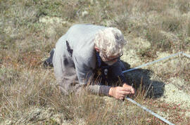 Photograph of Wolfgang Maass measuring Thread-leaved sundew (Drosera filiformis) near Baccaro bog...