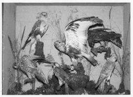 Photograph of a taxidermy display of a peregrine falcon, rough-legged hawk and the marsh hawk at ...