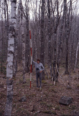 Photograph of an unidentified researcher making forest biomass measurements at a seventy-four-yea...