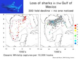 Loss of sharks in the Gulf of Mexico: 300 fold decline -  not one noticed : [PowerPoint presentat...