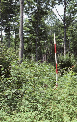 Photograph showing forest biomass regeneration at a four- or five-year-old thin hardwood stand, R...