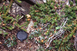 Photograph of understory (with size reference) along the Gaff Point trail, near Kingsburg, Nova S...