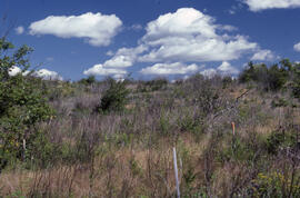 Photograph of vegetation regrowth one year after glyphosate spraying, Riverside site, central Nov...