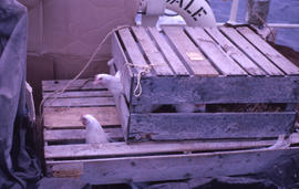 Photograph of chickens looking out of a crate on a ship in Newfoundland and Labrador