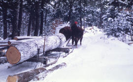 Photograph of an unidentified forestry work leading two oxen pulling felled logs