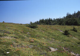 Photograph of forest areas along the Gaff Point trail, near Kingsburg, Nova Scotia