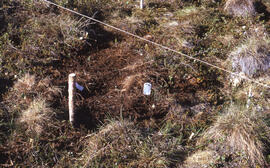Photograph of detail regowth at the Point spill site, near Tuktoyaktuk, Northwest Territories