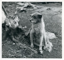 Photograph of a dog sitting by a tree stump in Davis Inlet, Newfoundland and Labrador