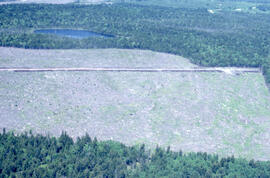 Aerial photograph of a regenerating Irving plantation near Fundy National Park, New Brunswick