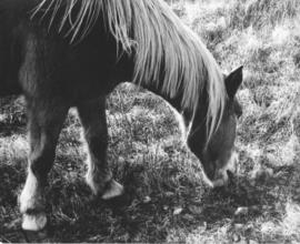 Photograph of a Sable Island horse