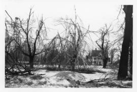 Photograph of trees down in the public square after an ice storm in Summerside Prince Edward Island
