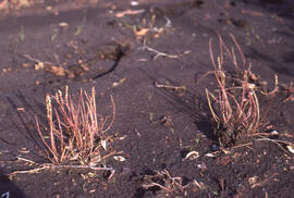 Photograph of the endangered Thread-leaved sundew (Drosera filiformis) at Swaine's Road bog, Shel...