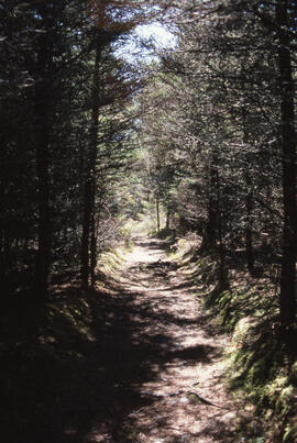 Photograph of a narrow tree-lined path along the Gaff Point trail, near Kingsburg, Nova Scotia