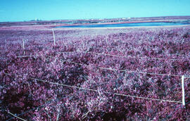 Photograph of regrowth at the Pingo control site, southwestern corner, near Tuktoyaktuk, Northwes...