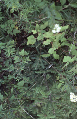 Photograph of conifer regeneration and surrounding vegetation, Antrim site, Halifax County, Nova ...