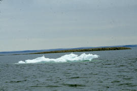 Photograph of seagulls on an ice floe in Frobisher Bay