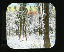 Photograph of snow covered trees