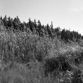 Photograph of tall grasses by a forest