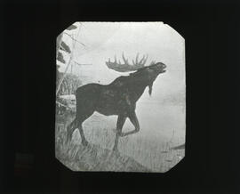Photograph of an illustration of a moose