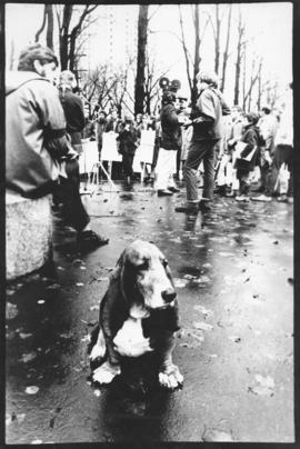 Photograph of Millie, the basset hound, looking out from a background of protesters during an ant...