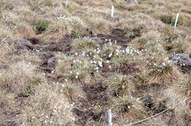 Photograph of regrowth at the meadow winter spill site near Tuktoyaktuk, Northwest Territories