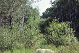 Photograph of forest biomass growth at Plot 2, a four-year-old strip cut range, Riverside site, c...