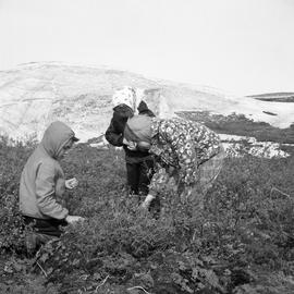 Photograph of three children picking cloud berries in Fort Chimo, Quebec