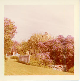 Photograph of the flowering Chinese crab apple trees and gates in front of the Governor Wentworth...