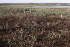 Photograph of an overview of the oiled portion of the Pingo site, near Tuktoyaktuk, Northwest Ter...