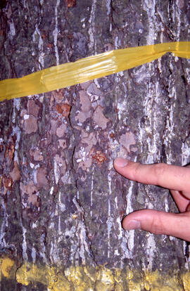 Photograph showing woodpecker excavation of spruce budworm from tree trunk, Point Pleasant Park, ...