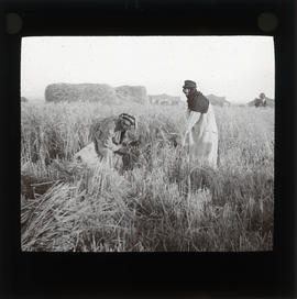 Photograph of people in a field