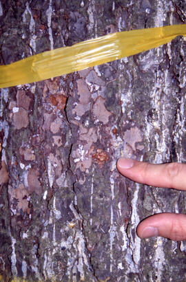 Photograph showing woodpecker excavation of spruce budworm from tree trunk, Point Pleasant Park, ...