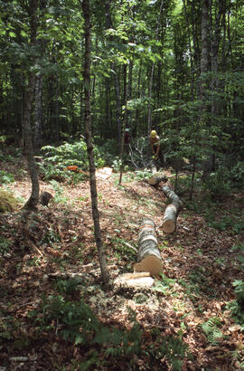 Photograph of an unidentified researcher limbing and bucking the stem of a felled sugar maple (Ac...