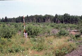 Photograph of an unidentified researcher conducting forest biomass measurements in a three-year-o...