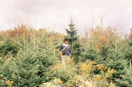Photograph of Bill Freedman standing next to regenerating spruce, second year after glyphosate sp...