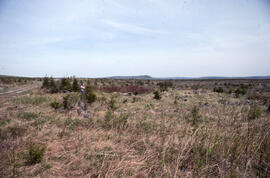 Photograph of a recent plantation in Fundy National Park, southern New Brunswick