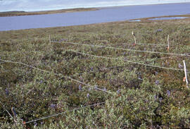 Photograph of lush regrowth at the Lupin site near Tuktoyaktuk, Northwest Territories