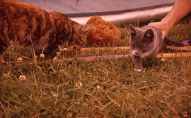Photograph of two cats in East Dover