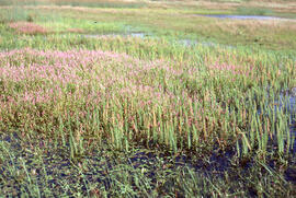 Photograph of a freshwater pond rich in Potamogeton on Sable Island