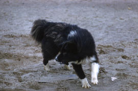 Photograph of a dog in the eastern Arctic