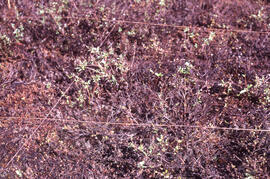 Photograph of vegetation recovery at the Salix (willow) hill spill site after one month, near Tuk...