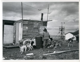 Photograph of Ningiok feeding his dogs in Wakeham Bay, Quebec